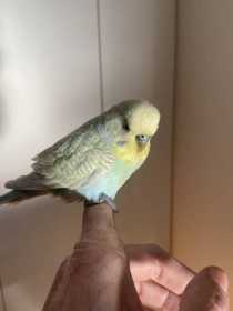 Found Budgerigar