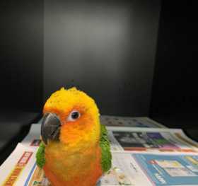 Found Conure