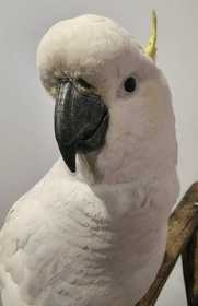 Found Cockatoo