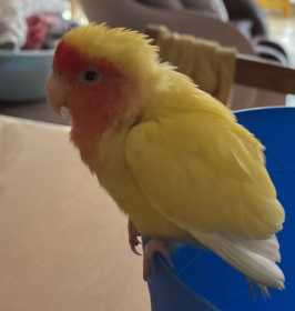 Found Lovebird