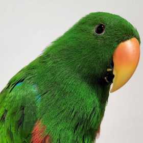 Found Eclectus