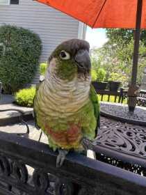 Found Conure