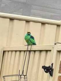 Found Mallee Ringneck Parakeet