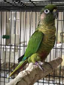 Found Conure