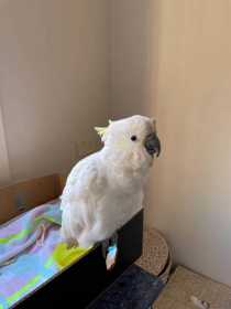 Found Cockatoo