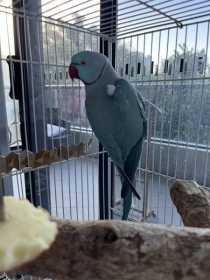 Found Indian Ringneck Parakeet