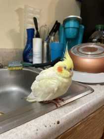 Found Cockatiel