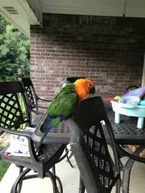 Found Conure