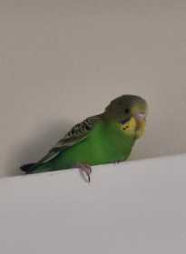 Found Budgerigar