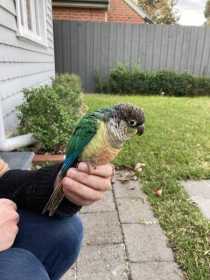 Found Conure