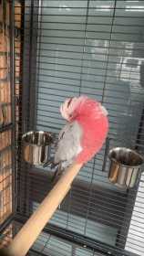 Found Galah Cockatoo