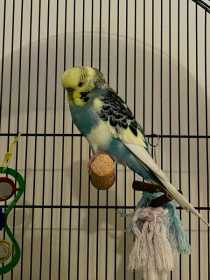 Found Budgerigar