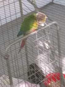 Found Conure