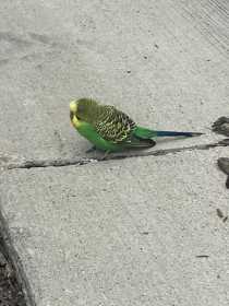 Found Parakeet