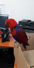 Found Eclectus