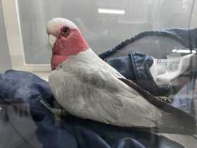 Found Galah Cockatoo