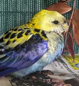 Found Rosella