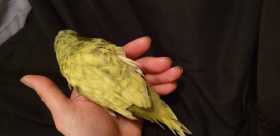 Found Budgerigar