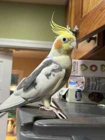 Found Cockatiel