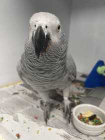 Found African Grey