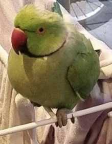 Found Indian Ringneck Parakeet