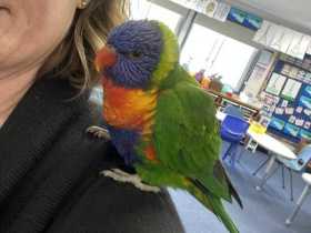 Found Lory / Lorikeet