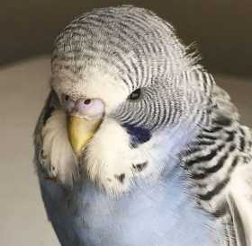 Found Budgerigar