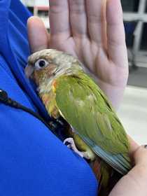 Found Conure