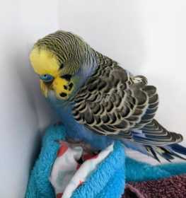 Found Budgerigar