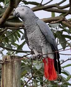 Found African Grey