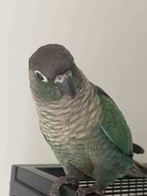 Found Conure