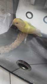 Found Lovebird