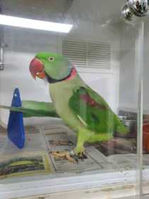 Found Alexandrine