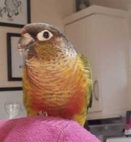 Found Conure