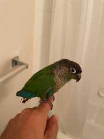 Found Conure