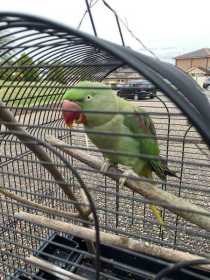 Found Alexandrine