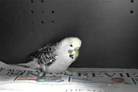 Found Budgerigar