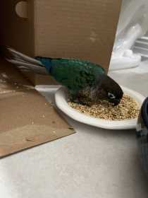 Found Conure