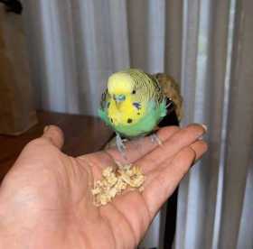 Found Budgerigar