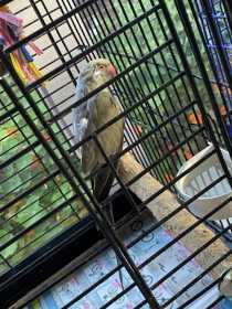 Found Indian Ringneck Parakeet