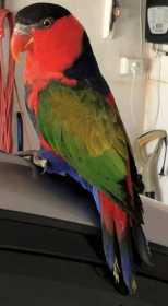 Found Lory / Lorikeet
