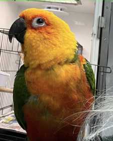 Found Conure