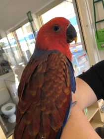 Found Eclectus