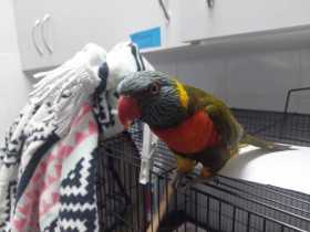 Found Lory / Lorikeet