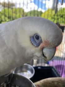 Found Corella Cockatoo