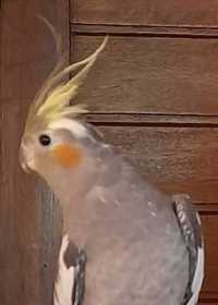 Found Cockatiel