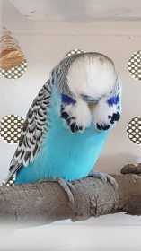 Found Budgerigar