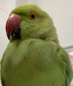 Found Indian Ringneck Parakeet