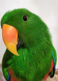 Found Eclectus