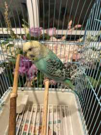 Found Parakeet